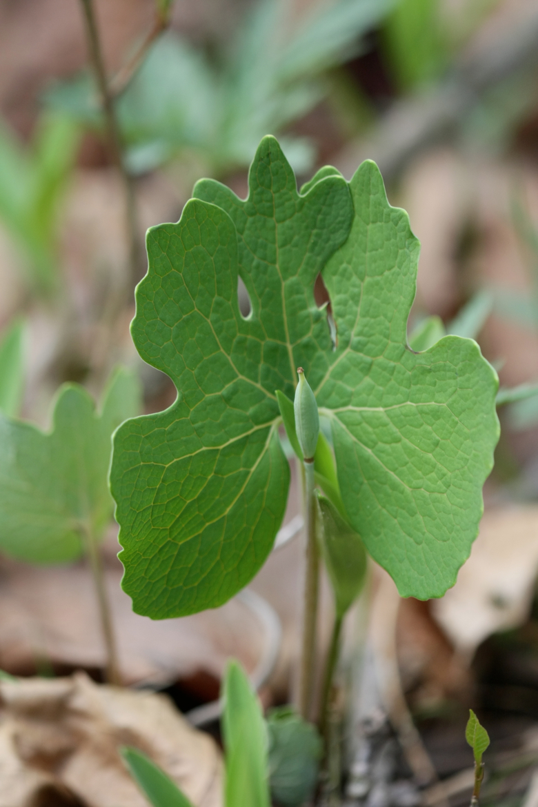 Full Size Image = 4415 K