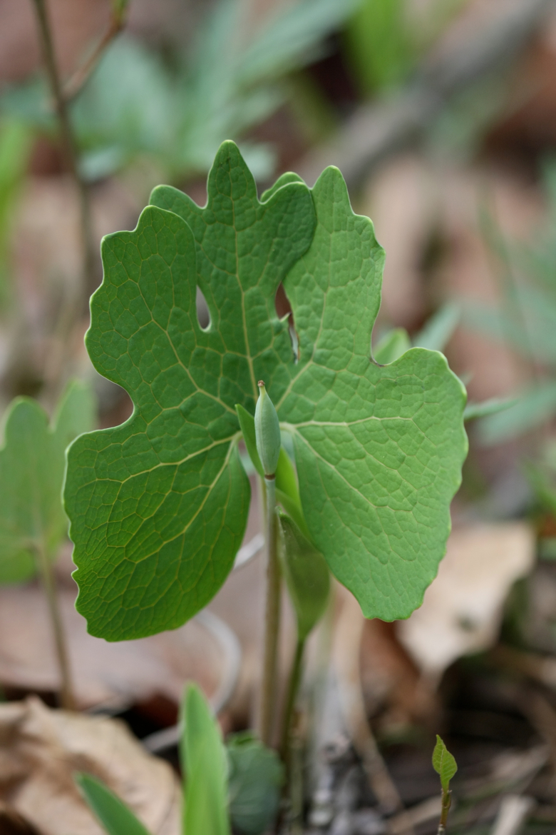 Full Size Image = 4440 K