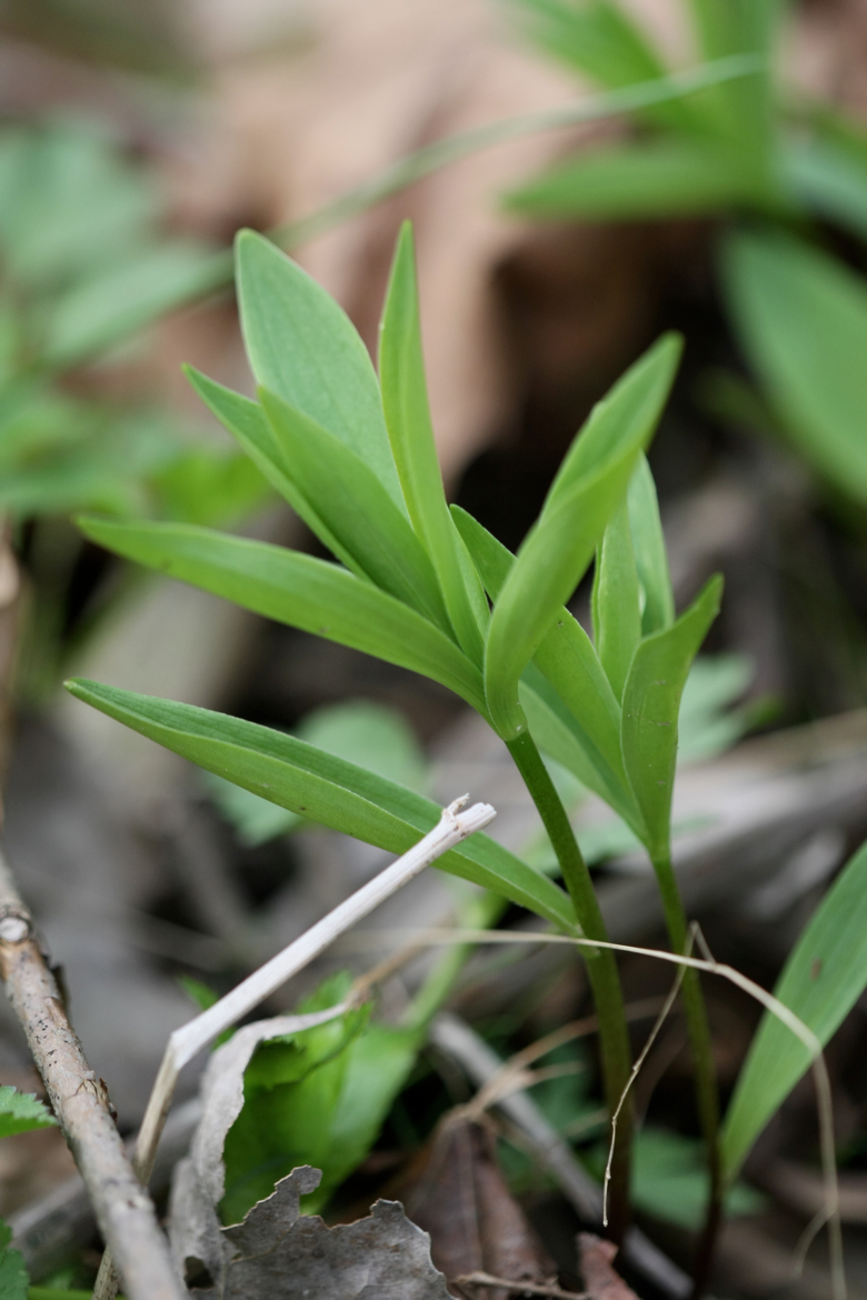 Full Size Image = 4189 K