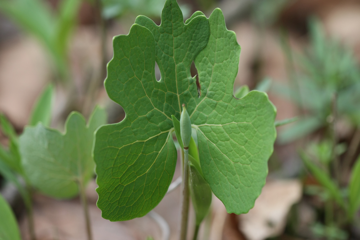 Full Size Image = 5015 K