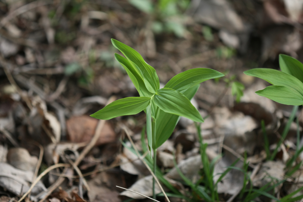 Full Size Image = 4911 K