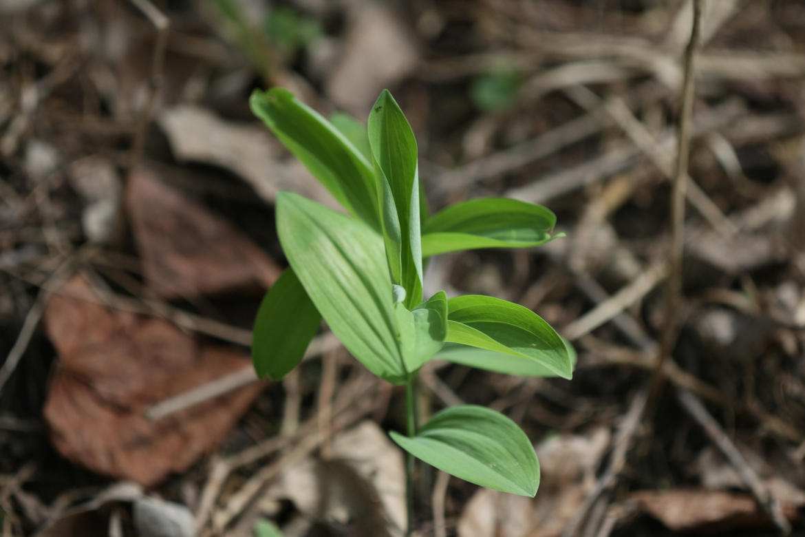 Full Size Image = 4693 K