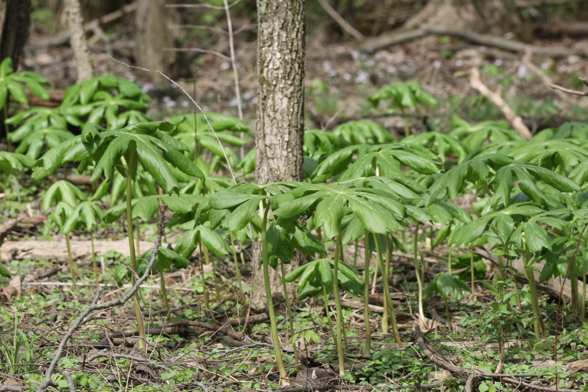 Full Size Image = 7074 K