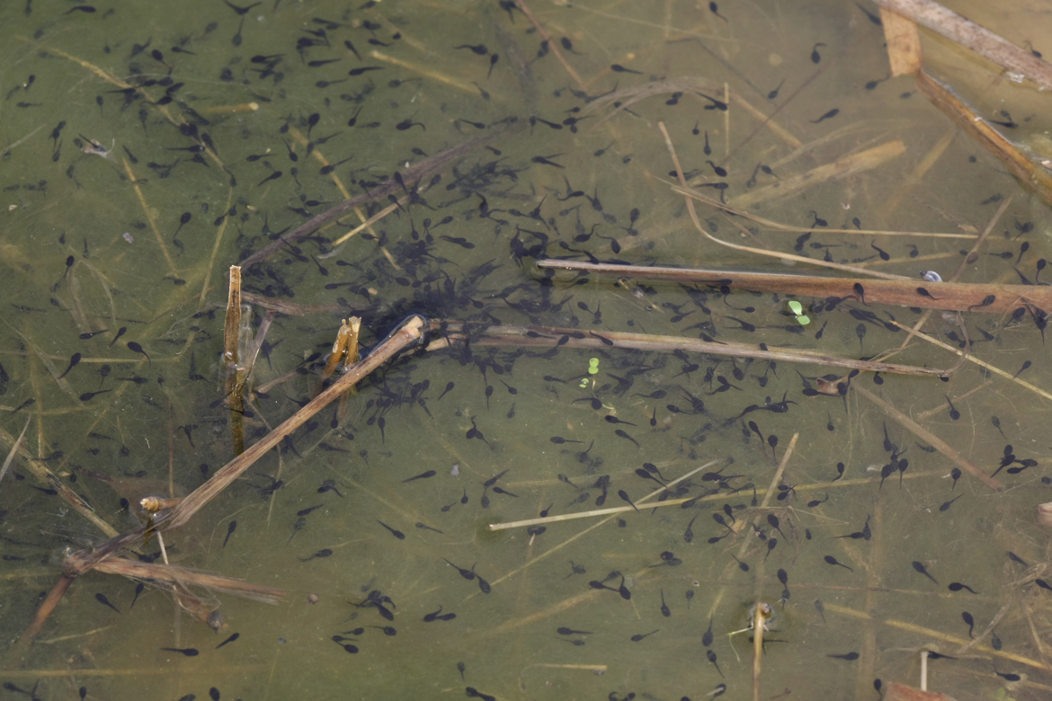 Full Size Image = 5774 K