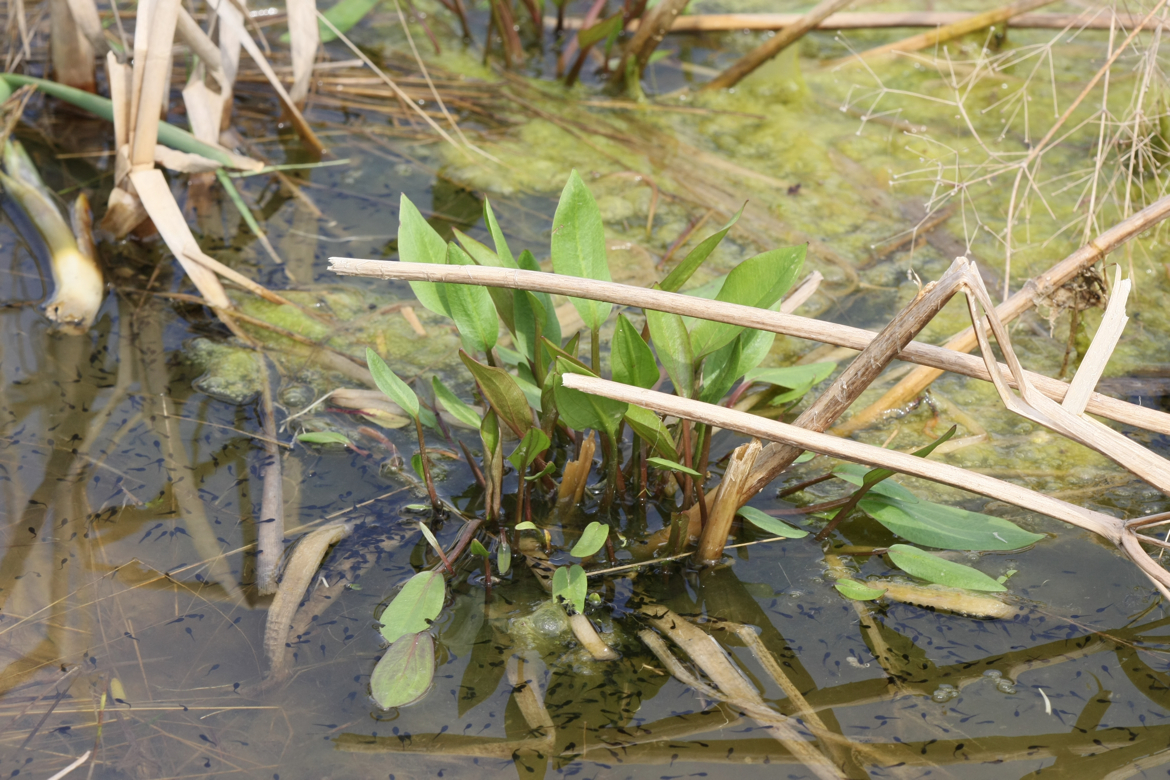 Full Size Image = 6857 K