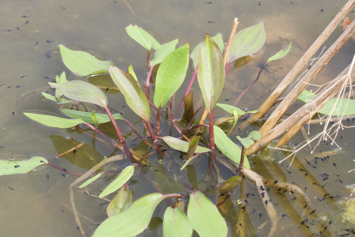 Full Size Image = 5623 K