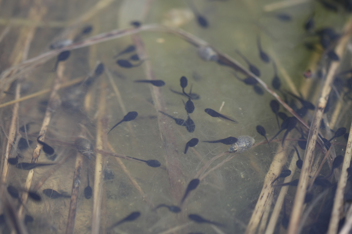 Full Size Image = 4684 K