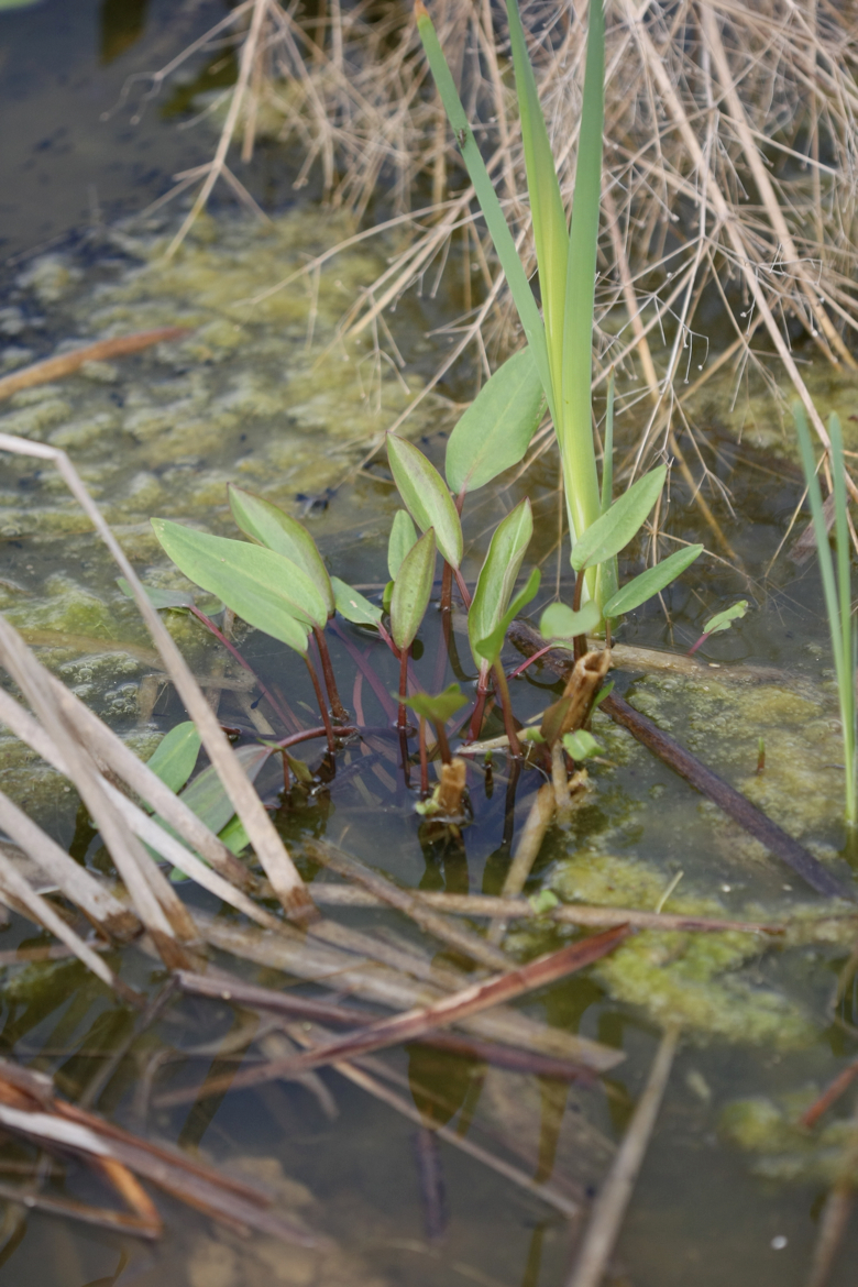 Full Size Image = 5366 K