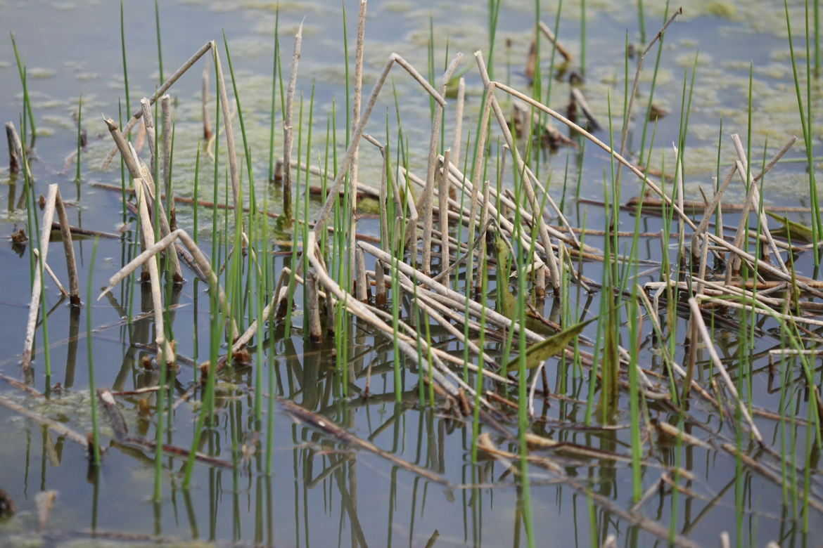 Full Size Image = 6649 K