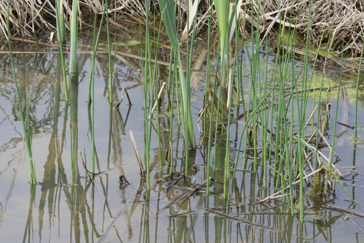 Full Size Image = 7129 K