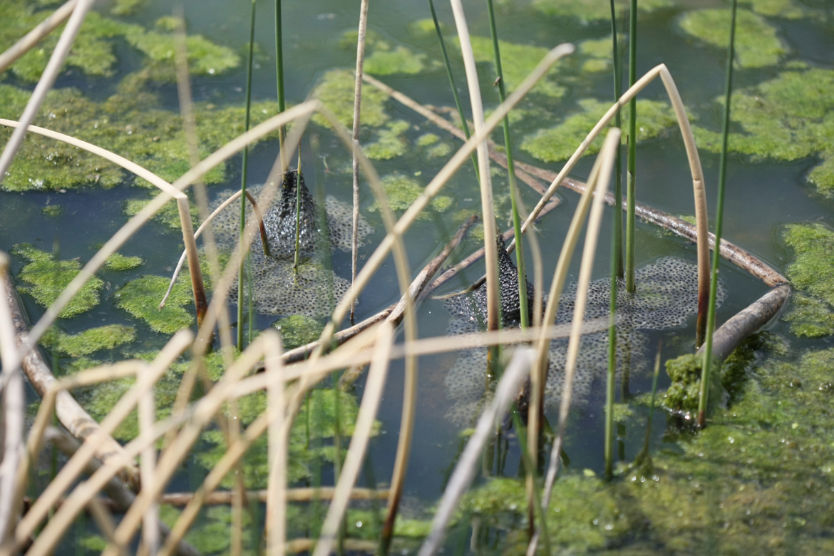 Full Size Image = 6372 K