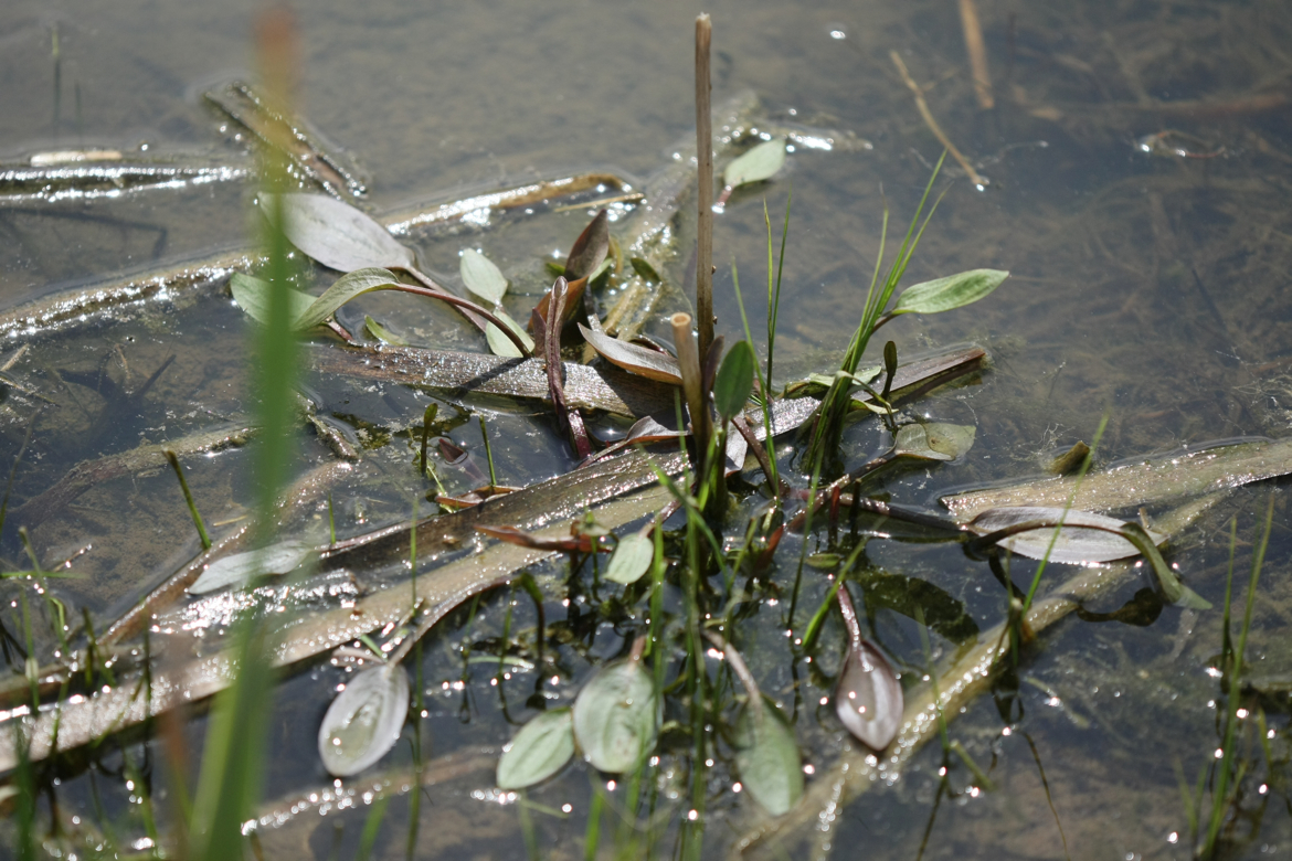 Full Size Image = 6517 K