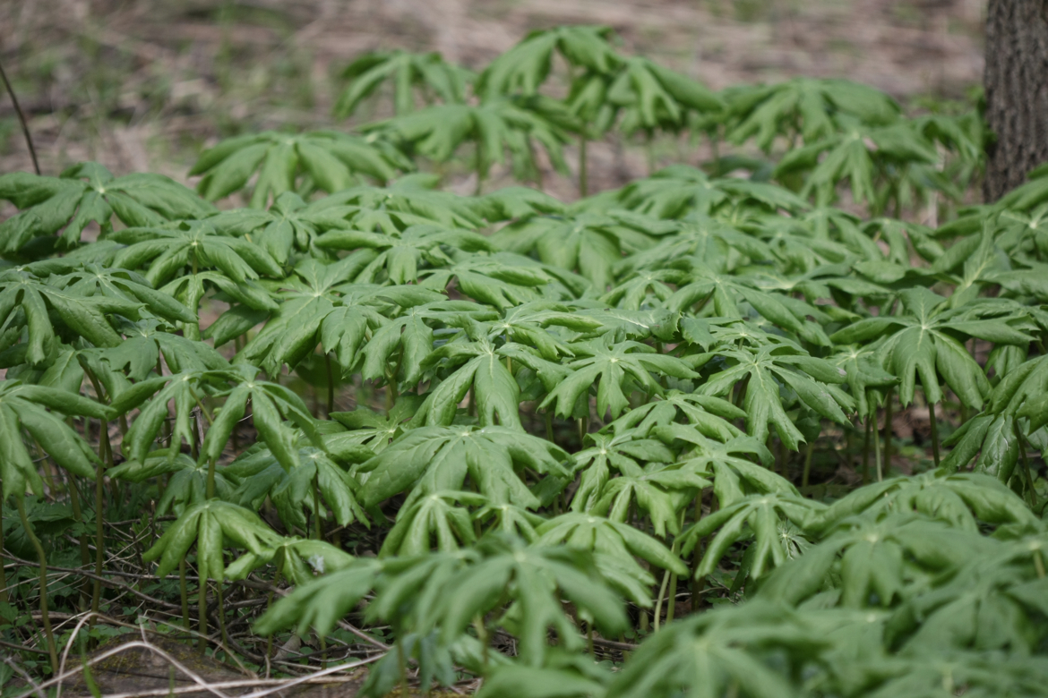 Full Size Image = 6023 K