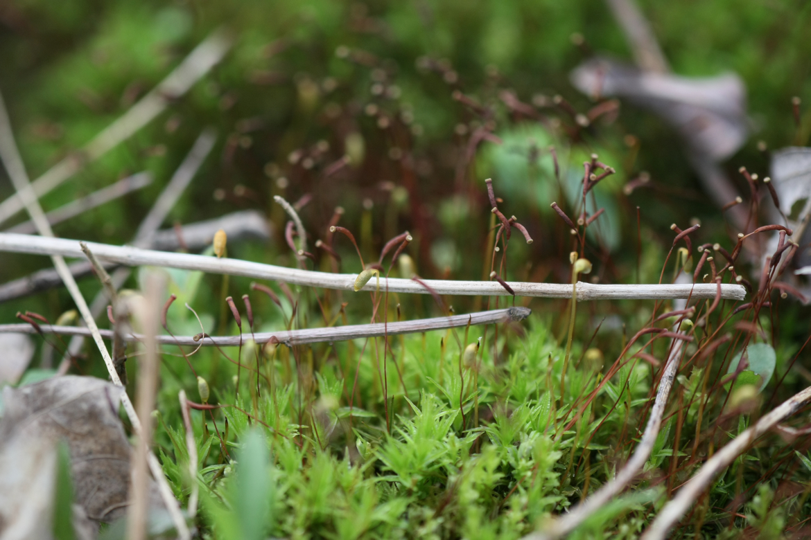 Full Size Image = 5768 K