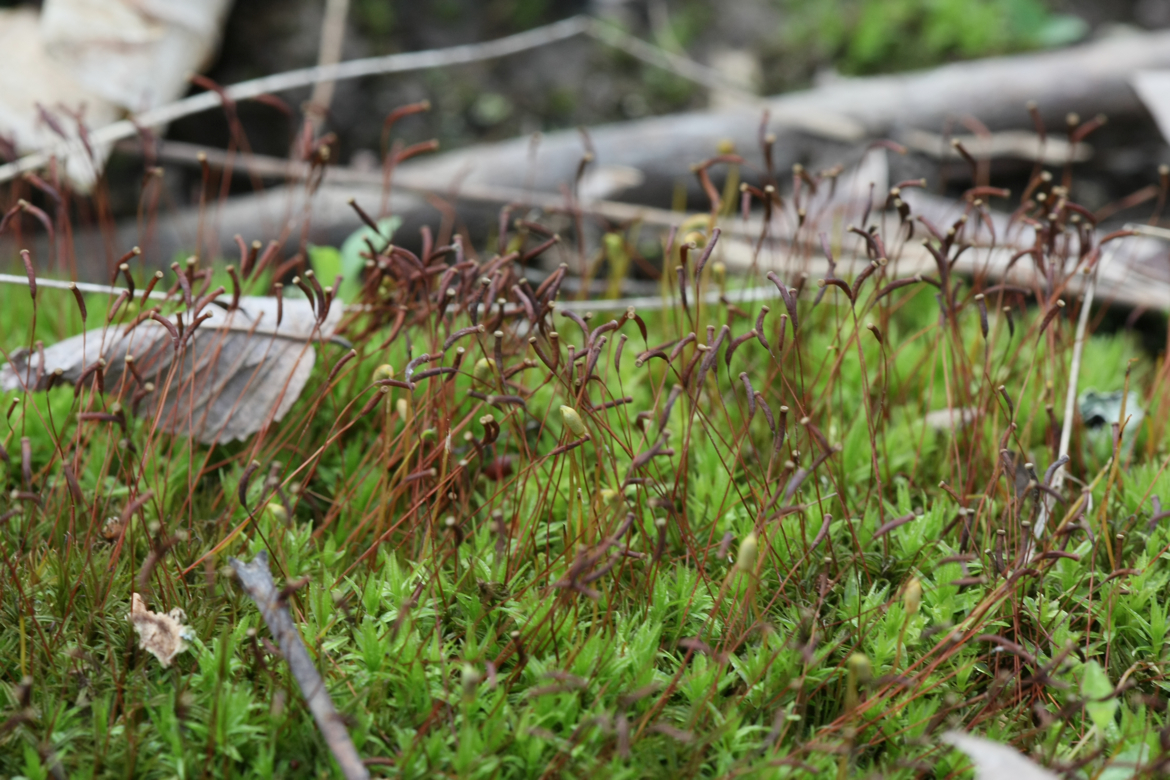 Full Size Image = 6690 K