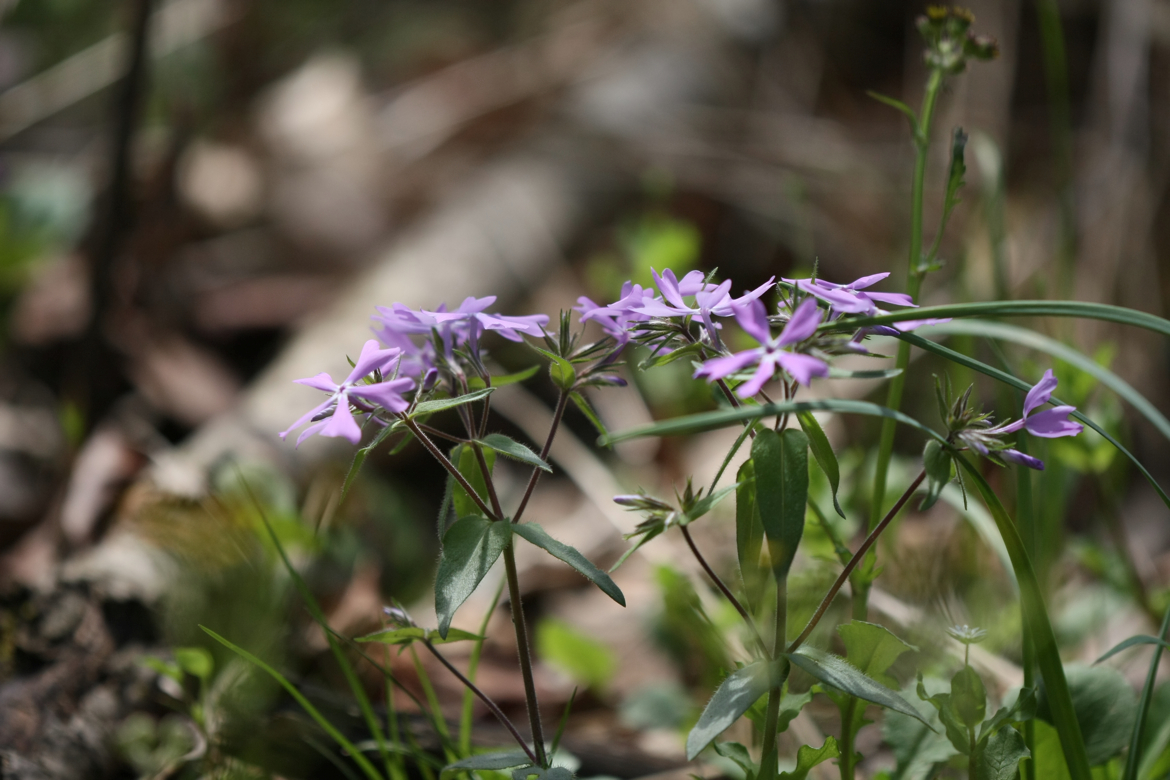 Full Size Image = 5100 K