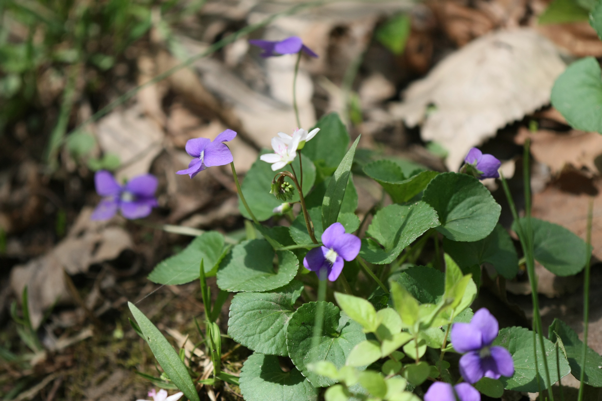 Full Size Image = 5449 K