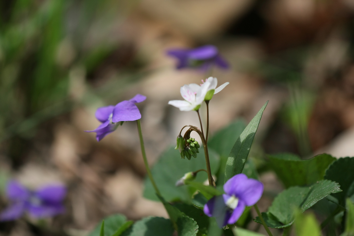 Full Size Image = 4539 K