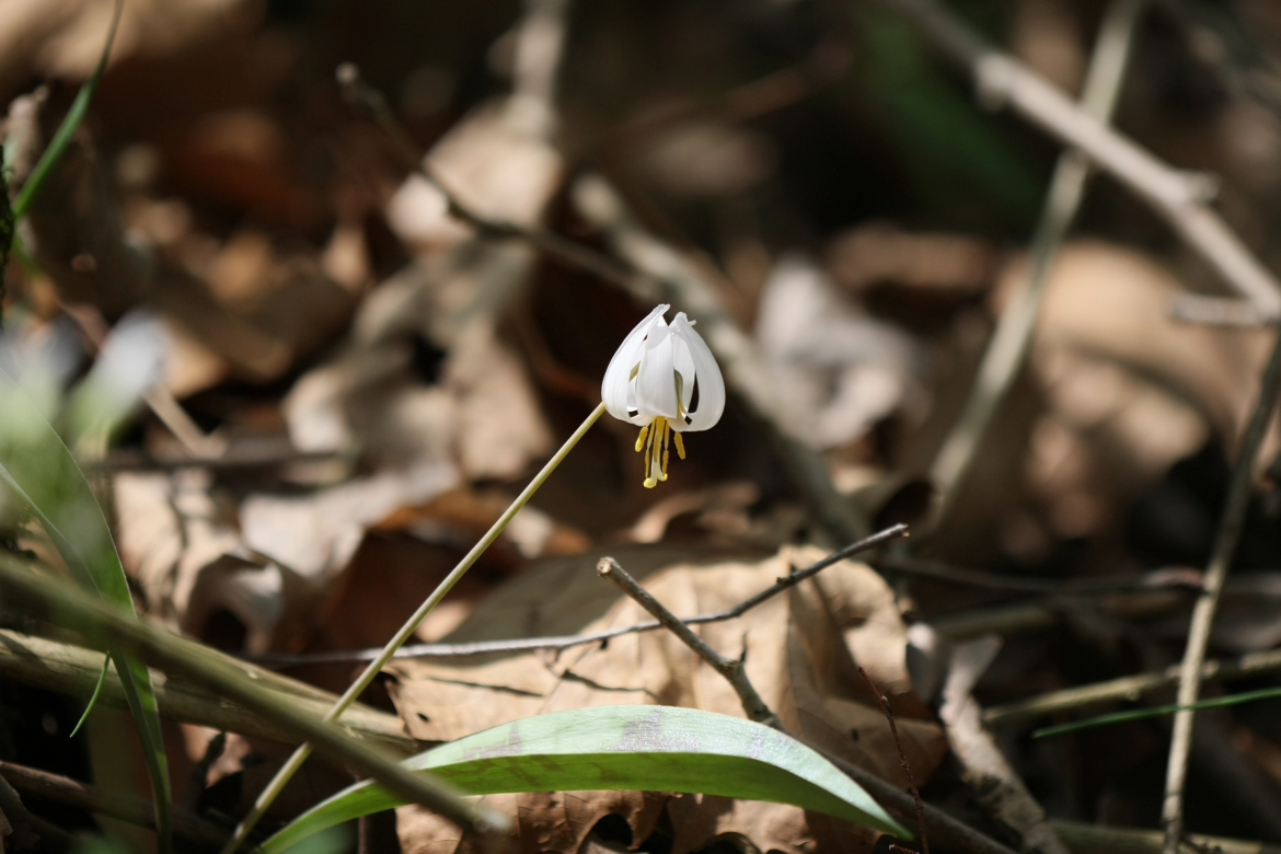 Full Size Image = 4682 K