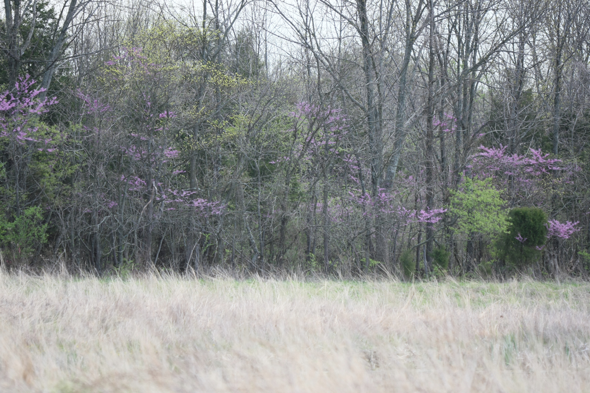 Full Size Image = 9372 K