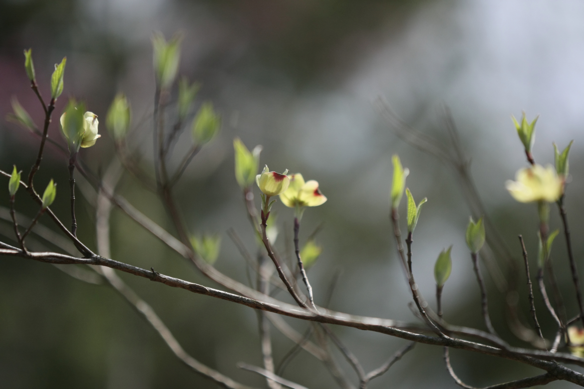 Full Size Image = 4371 K