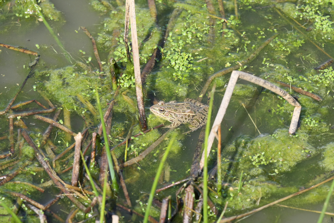 Full Size Image = 7672 K