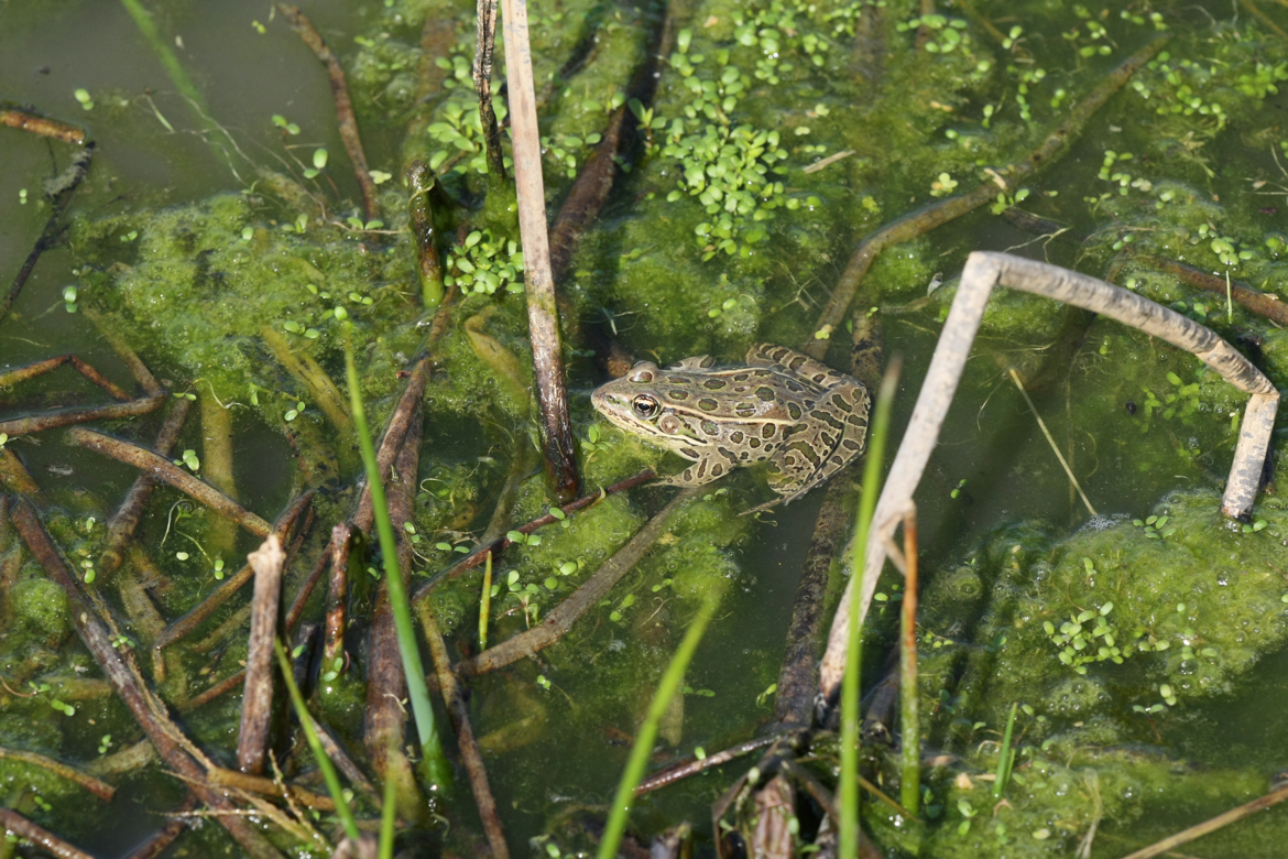 Full Size Image = 7491 K