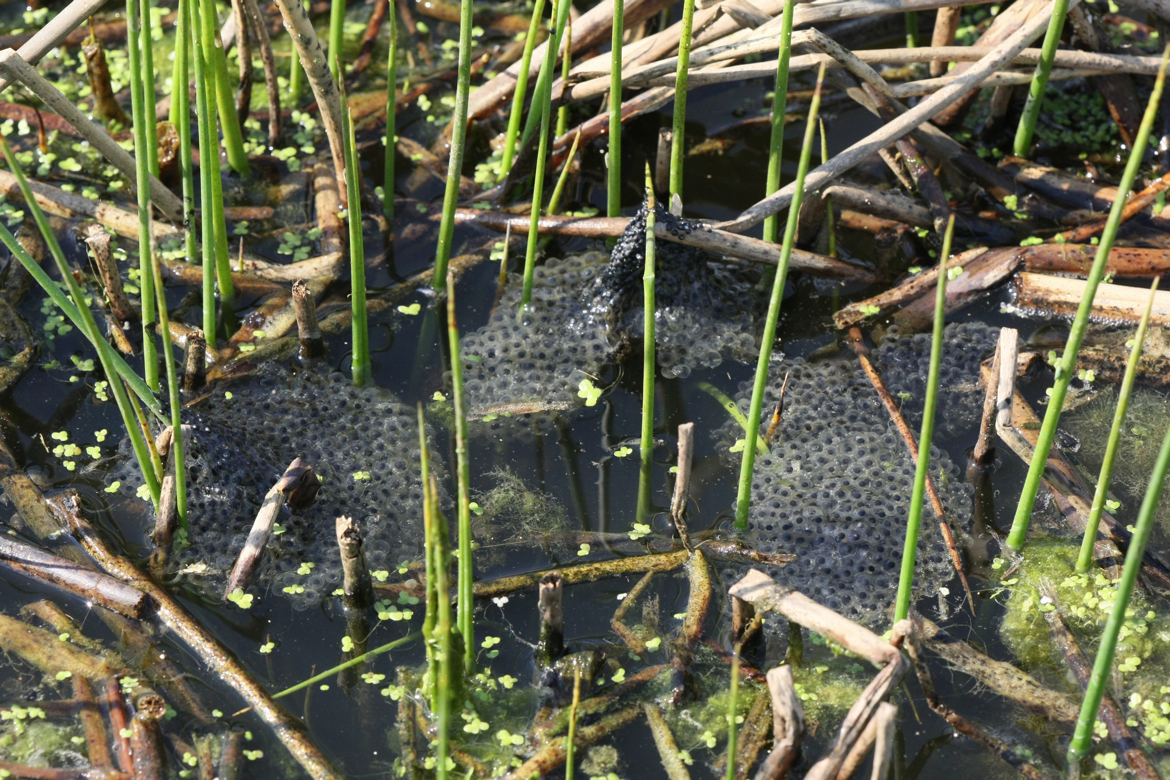 Full Size Image = 8067 K