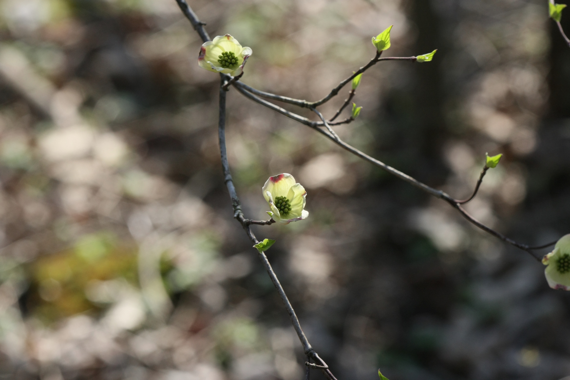 Full Size Image = 4754 K