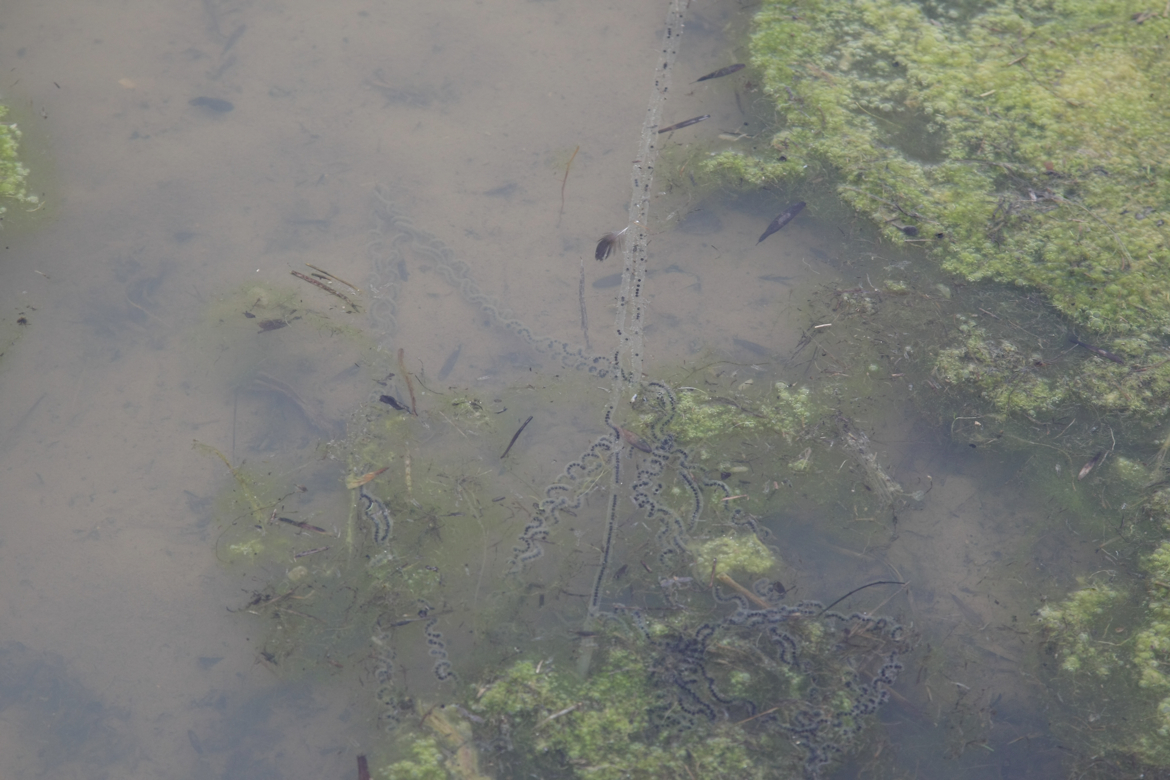 Full Size Image = 5188 K