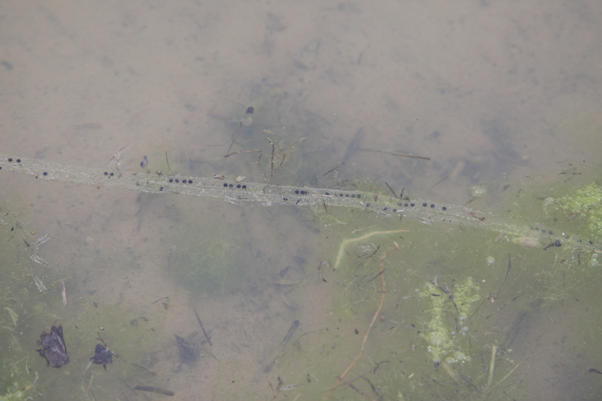 Full Size Image = 4367 K