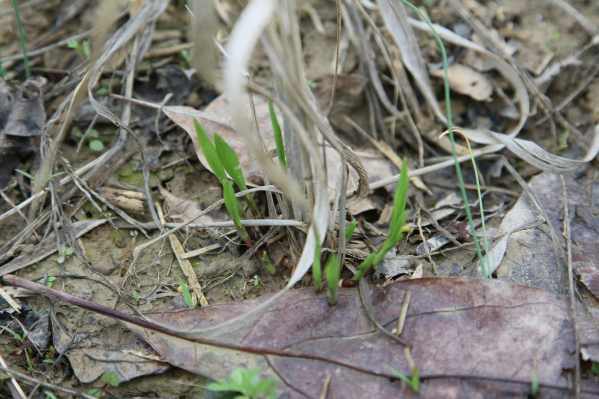 Full Size Image = 6536 K