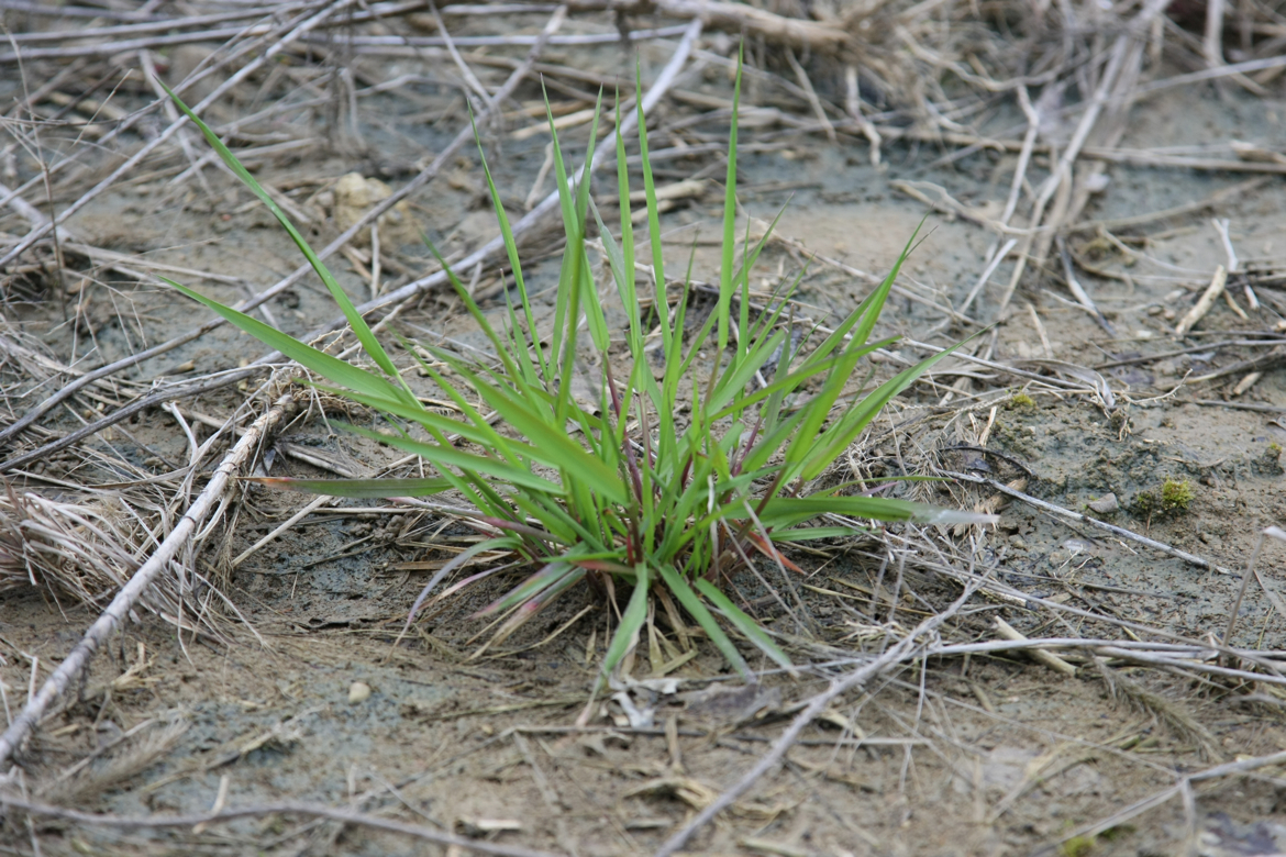 Full Size Image = 7286 K