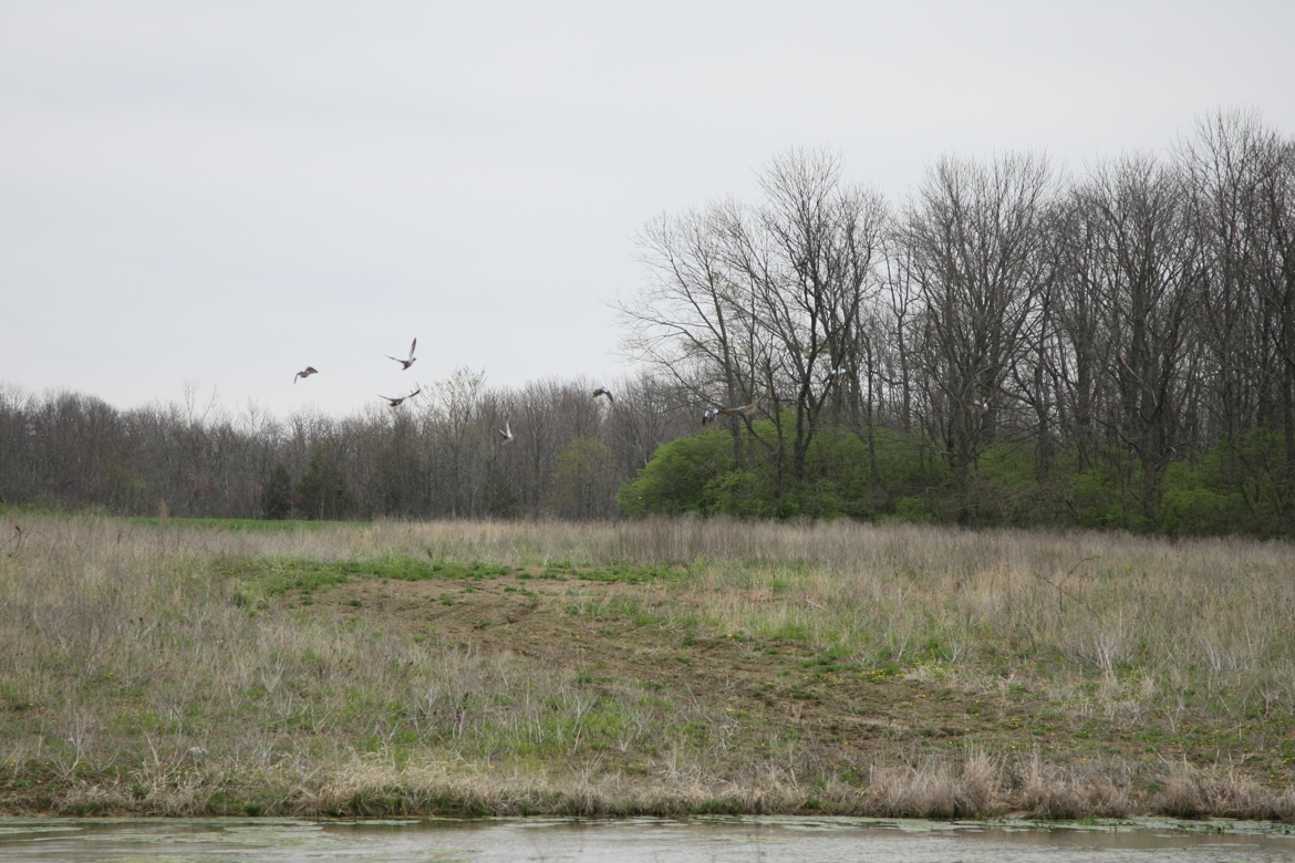 Full Size Image = 7335 K