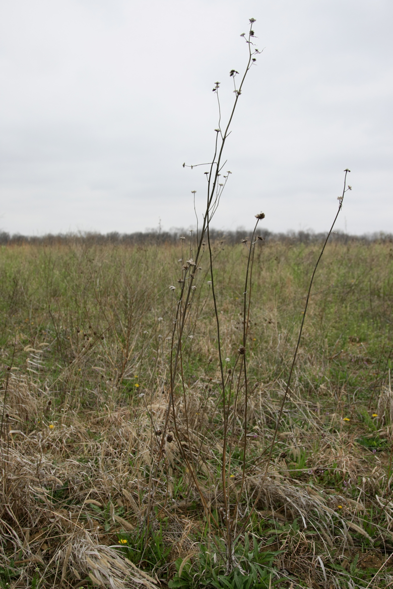 Full Size Image = 5966 K