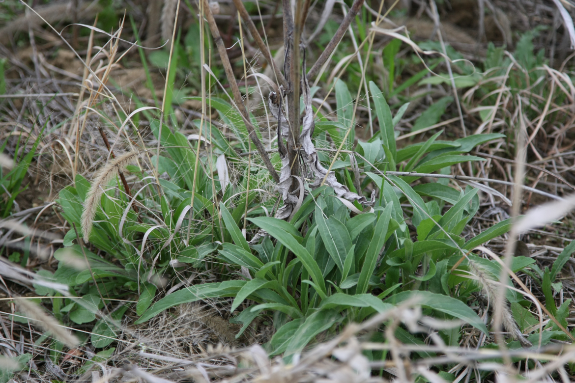 Full Size Image = 7151 K