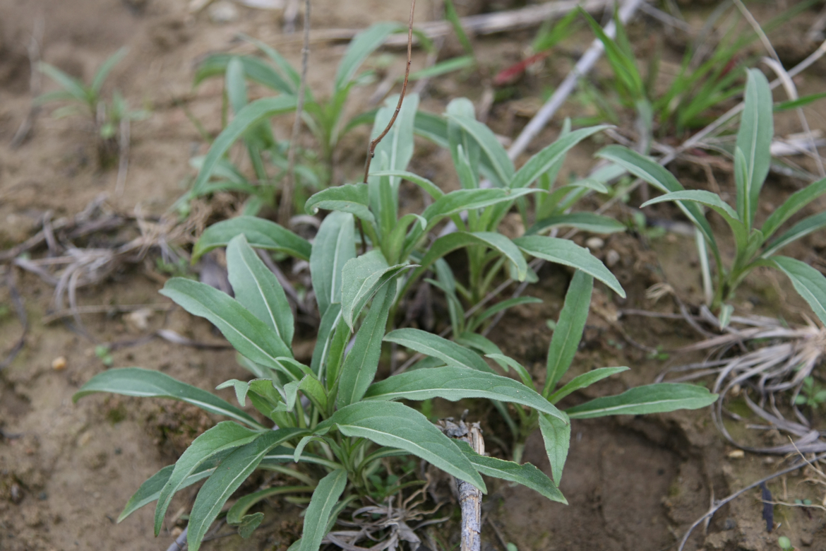 Full Size Image = 5732 K