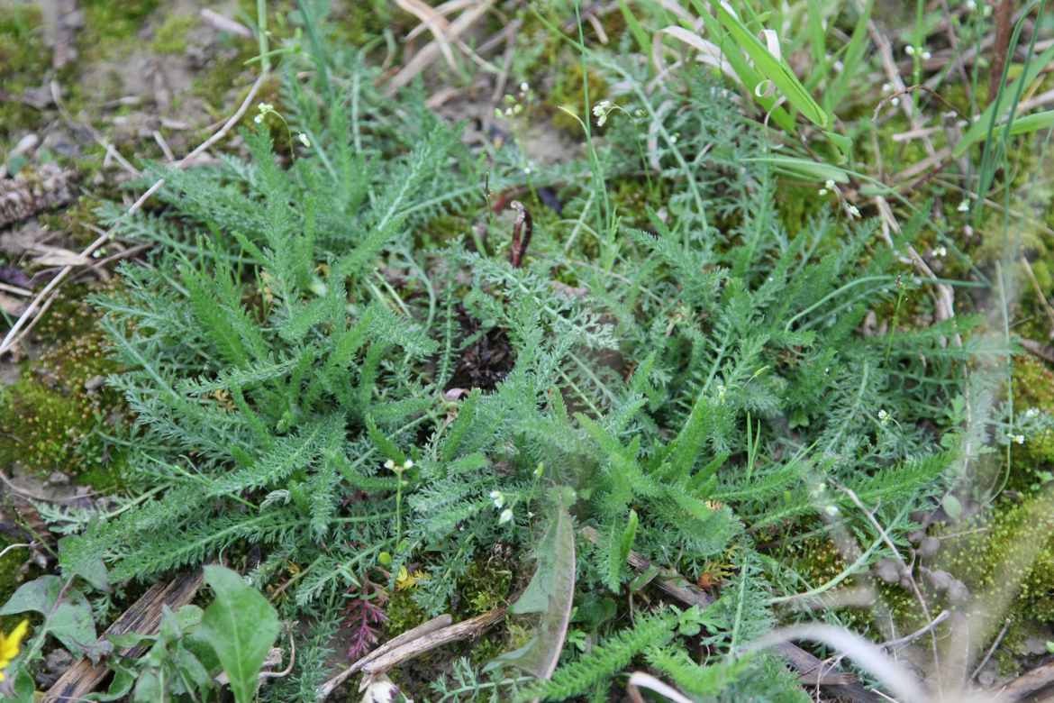 Full Size Image = 8173 K