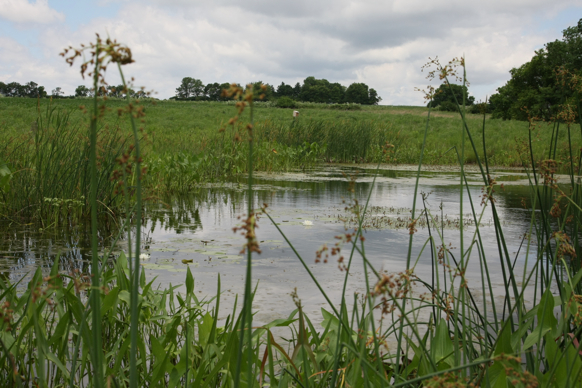 Full Size Image = 2339 K