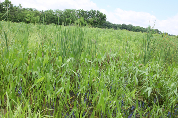 Full Size Image = 3157 K