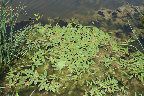 Full Size Image = 2943 K