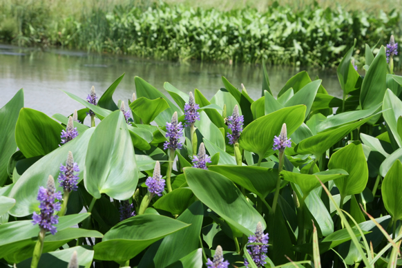 Full Size Image = 2131 K