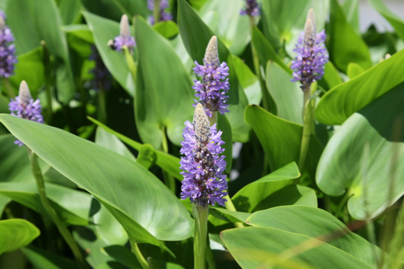 Full Size Image = 1743 K