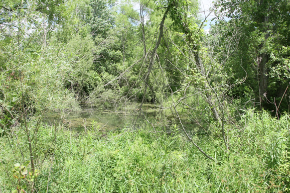 Full Size Image = 4443 K