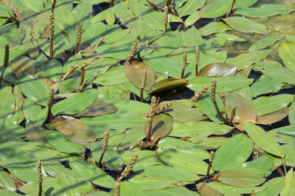 Full Size Image = 2494 K