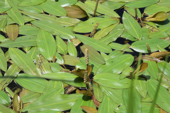 Full Size Image = 2425 K