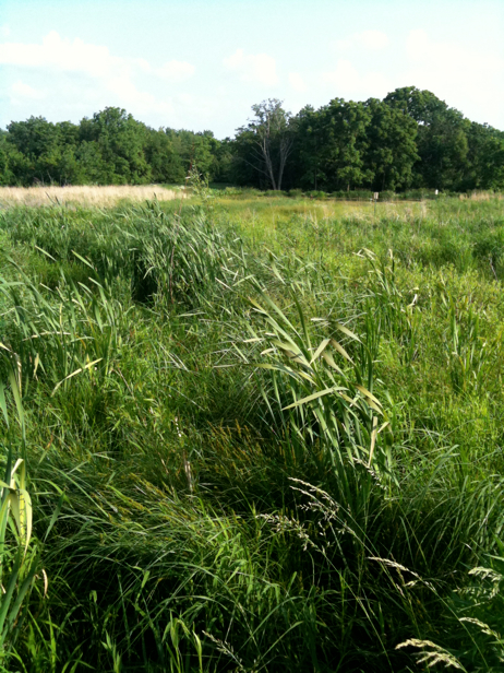 Full Size Image = 3595 K