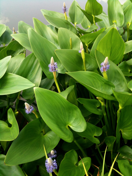 Full Size Image = 2581 K