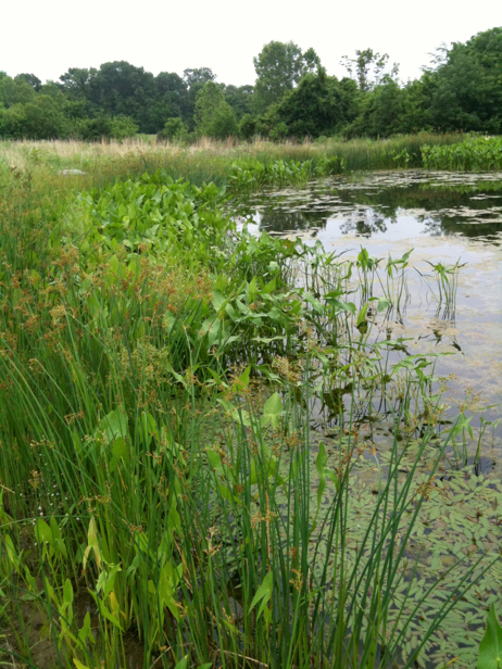 Full Size Image = 3288 K