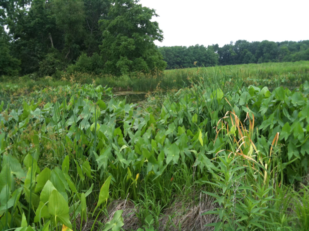 Full Size Image = 3078 K